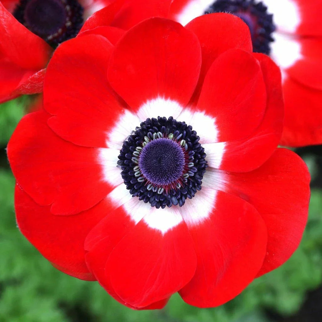 Anemone Seeds Packet - 30 Red Poppy Seeds - Anemone coronaria - Easy to Grow for Gardens and Cut Flowers