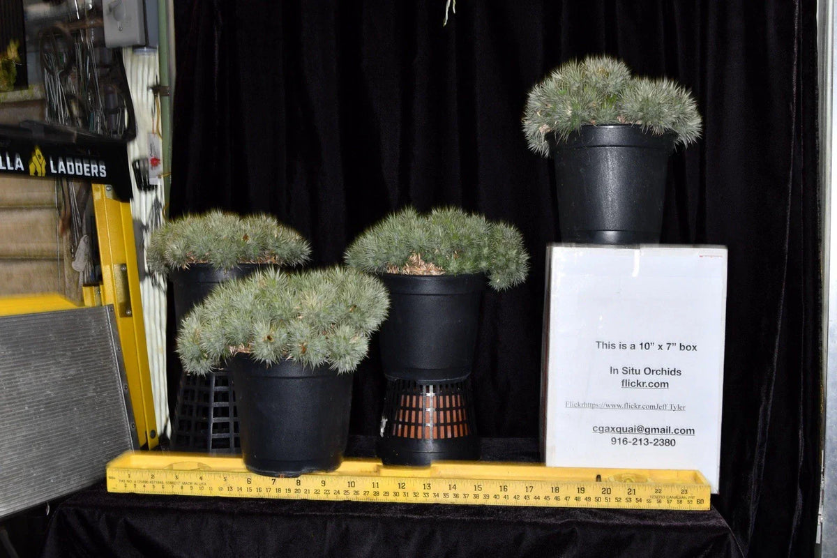 Deuterocohnia brevifolia Plant - Small Hardy Bromeliad - Low Maintenance Indoor Succulent - Ideal for Container Gardens