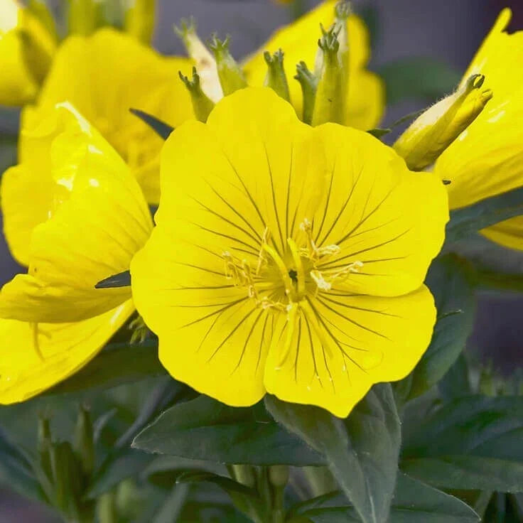 Evening Primrose Seeds 500+ Organic Oenothera biennis Heirloom Flower Seeds for Garden Planting