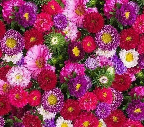 Aster Powder Puff Mix Seeds - 300+ Annual Mixed Colors, Pink & Purple, Aster spp. - Easy Grow Flower Seeds for Garden