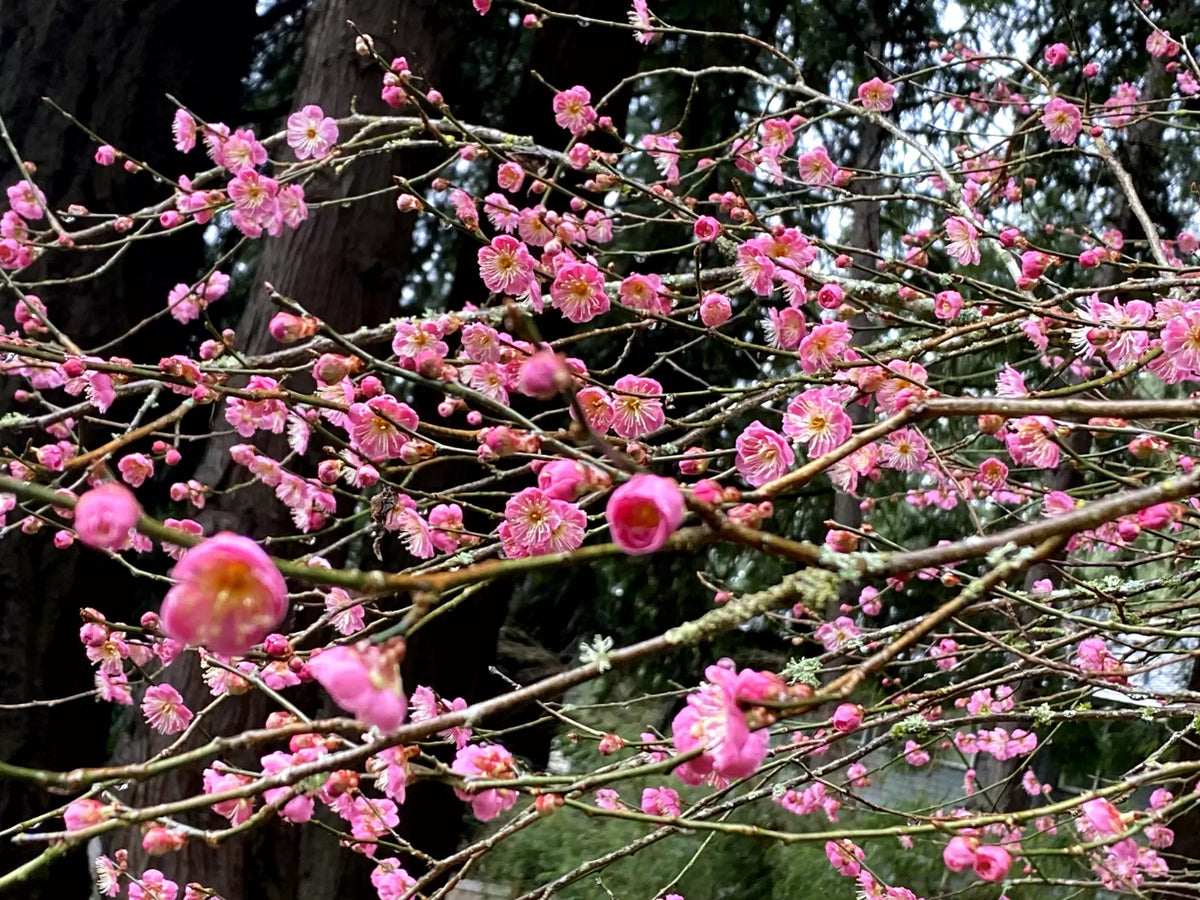 Japanese Ume Plum Cuttings 4-Pack Pink Variety Fragrant Flowers Edible Fruits Prunus mume