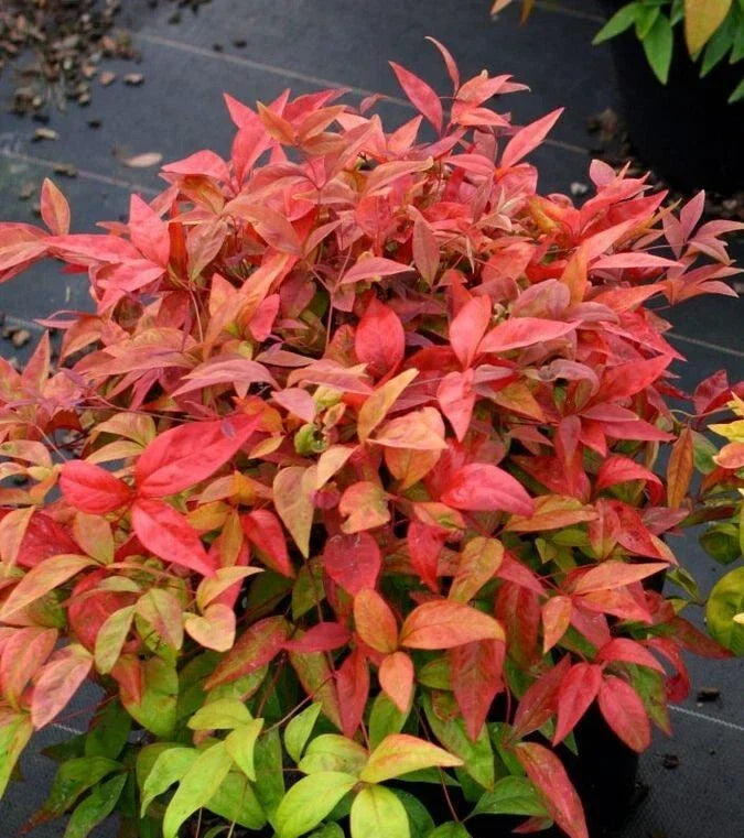 Nandina Heavenly Bamboo 4" Pot - Evergreen Shrub with Ornamental Berries, Nandina domestica, Low Maintenance, Colorful Foliage