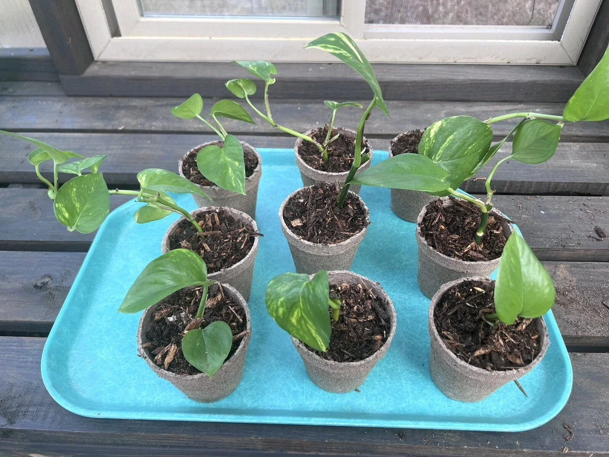 Marble Queen Golden Pothos Live Plant 4-6" Variegated Epipremnum aureum in 3" Pot - Easy Care Indoor Trailing Vine