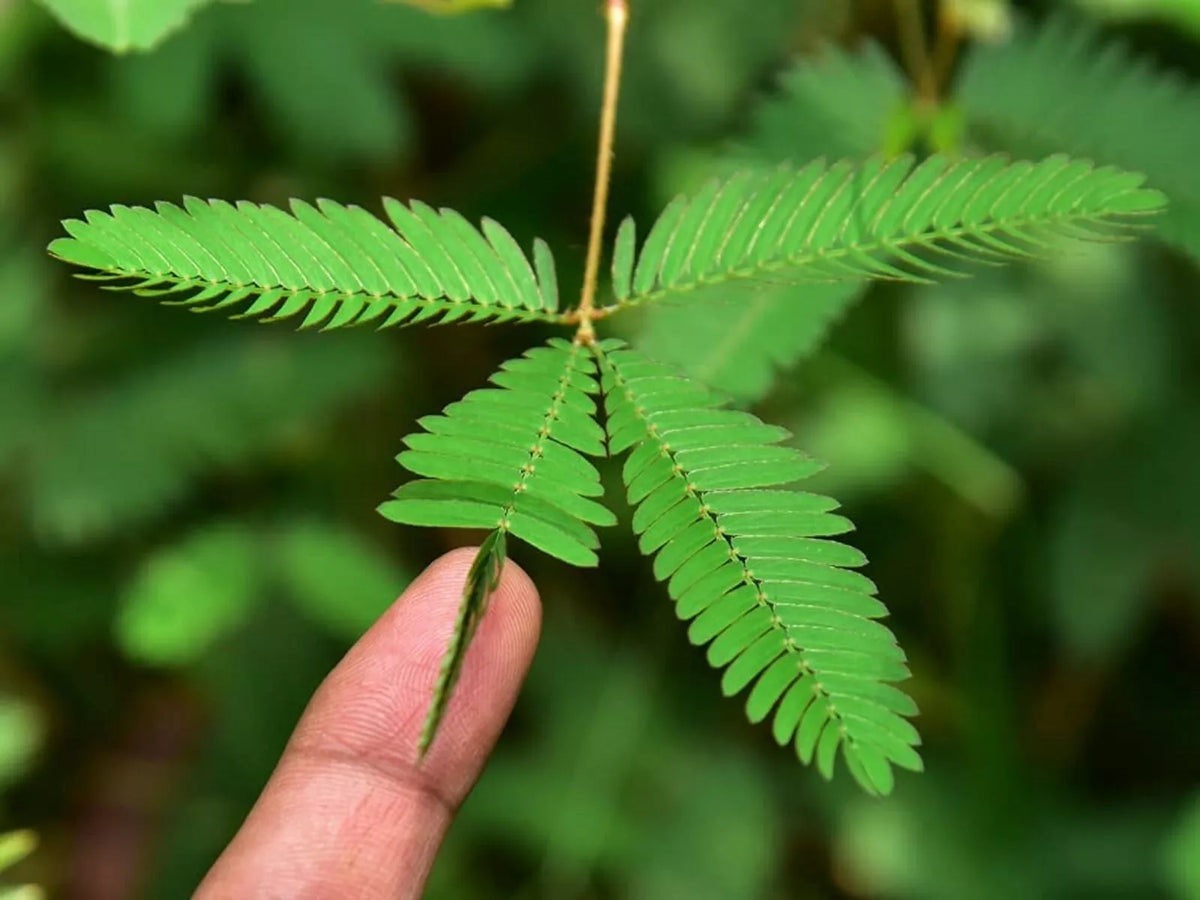 Sleeping Grass Seeds - 50 Seeds - Mimosa Pudica - Sensitive Plant That Moves When Touched - Interactive Indoor/Outdoor Gardening