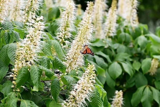 Sweet Pepper Bush Seeds (50 Seeds) - Edible Fruit, Attractive Foliage, Capsicum annuum - Easy to Grow Garden Plants