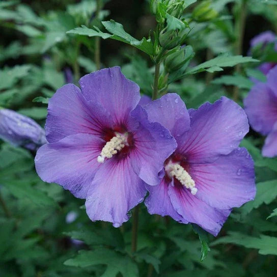 Rose of Sharon Live Plants 10"-18" Foliage, Hardy Flowering Shrub, Hibiscus syriacus, Colorful Blooms, Bare Root - 2 Pack