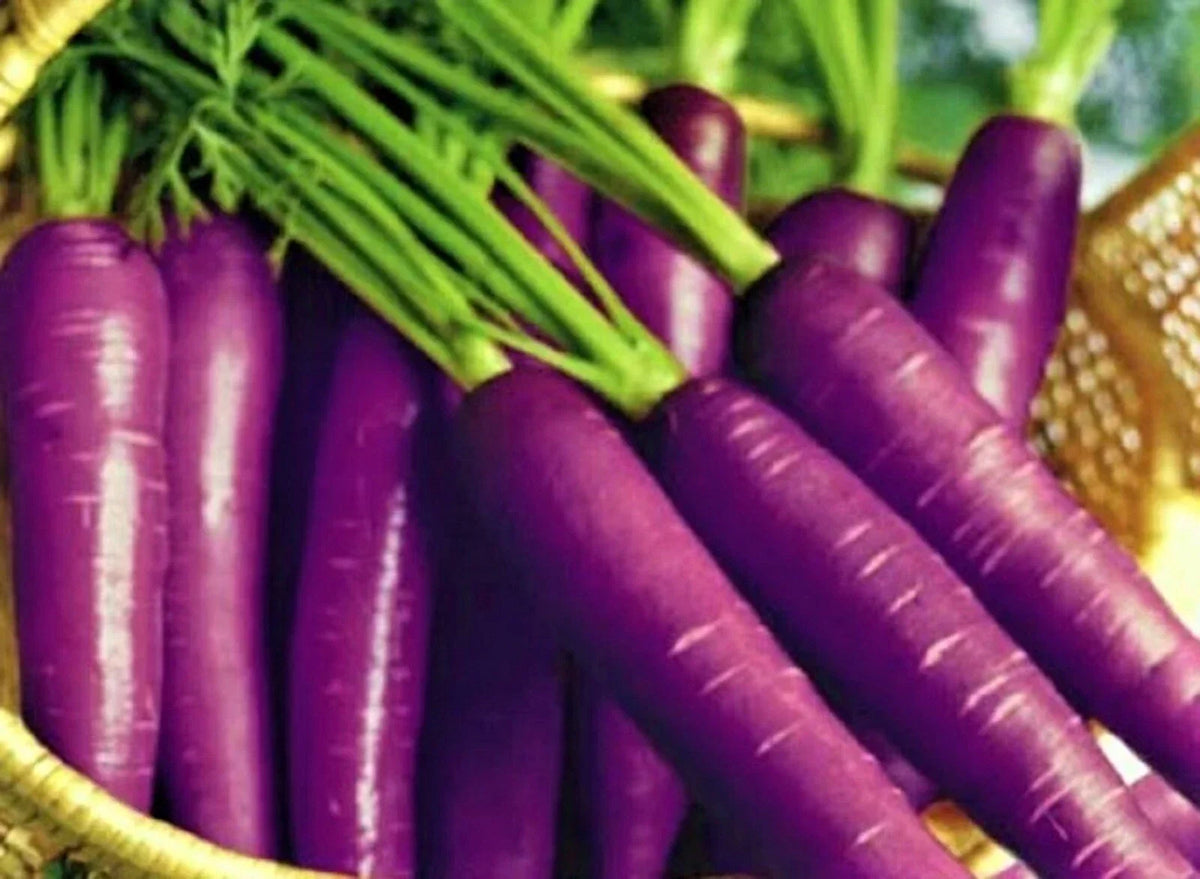 Cosmic Purple Carrot Seeds - 200+ Non-GMO Heirloom Seeds - Daucus carota - Colorful & Nutritious Vegetable Gardening