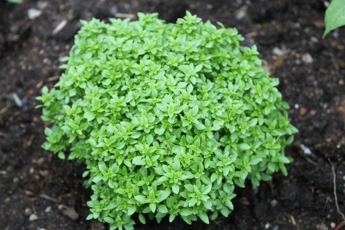 Spicy Globe Basil Seeds - 100 Count Packet - Culinary Herb - Ocimum basilicum 'Spicy Globe' - Compact Globe Shape