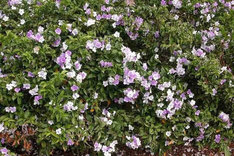 Brunfelsia grandiflora Cutting - Rare Chiric Sanango Plant - Tropical Variety for Gardening and Landscaping