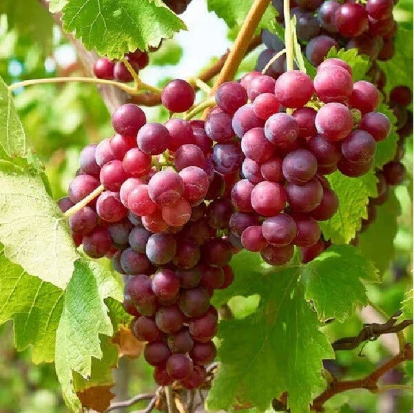 Live Red Crimson Seedless Grape Plant - Well-Rooted Non-GMO Vitis vinifera - Ideal for Gardens and Vineyards