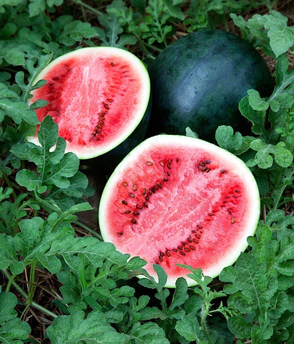 Sugar Baby Watermelon Seeds - 25 Non-GMO Seeds | Sweet Variety | Citrullus lanatus for Home Gardening