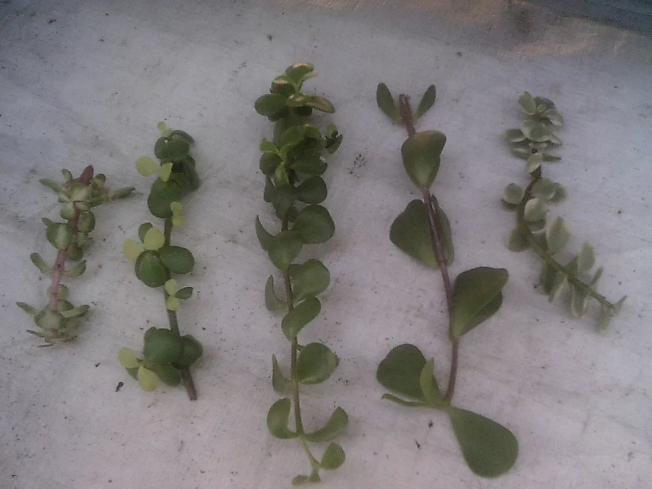 Portulacaria Cuttings Collection - 9 Varieties of Succulent Plants - Portulacaria afra & More - Easy to Grow