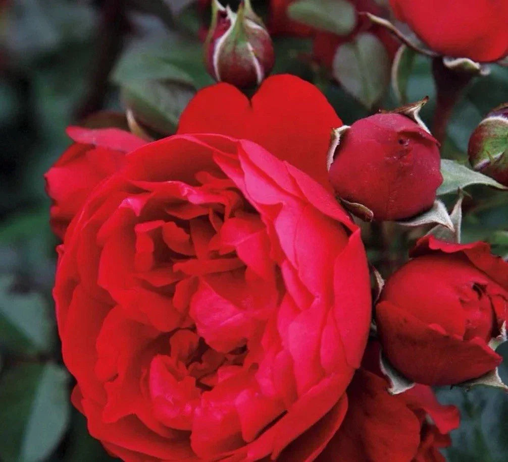 Florentina Rose Cuttings 3-Pack - Vibrant Red Blooms - Rosa 'Florentina' - Ideal for Rooting/Grafting - Climbing Growth Habit