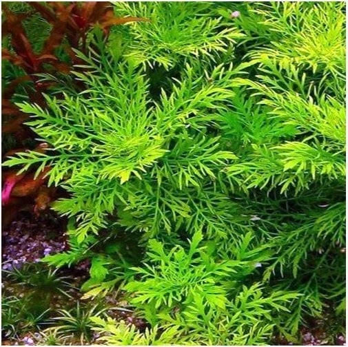 Water Wisteria Stems 7-Pack - Hygrophila Difformis - Lush Green Aquarium Plant - Easy Care Aquatic Foliage