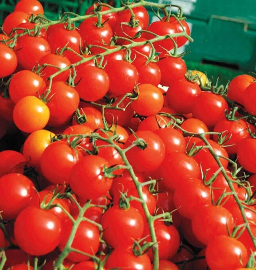 Cherry Tomato Seeds - 200+ Heirloom Non-GMO Organic Super Sweet - Solanum lycopersicum