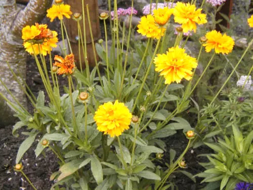 Coreopsis Lance-Leaf Seeds - 239 Count - Yellow Perennial Flower Seeds - Coreopsis verticillata - GroCo USA