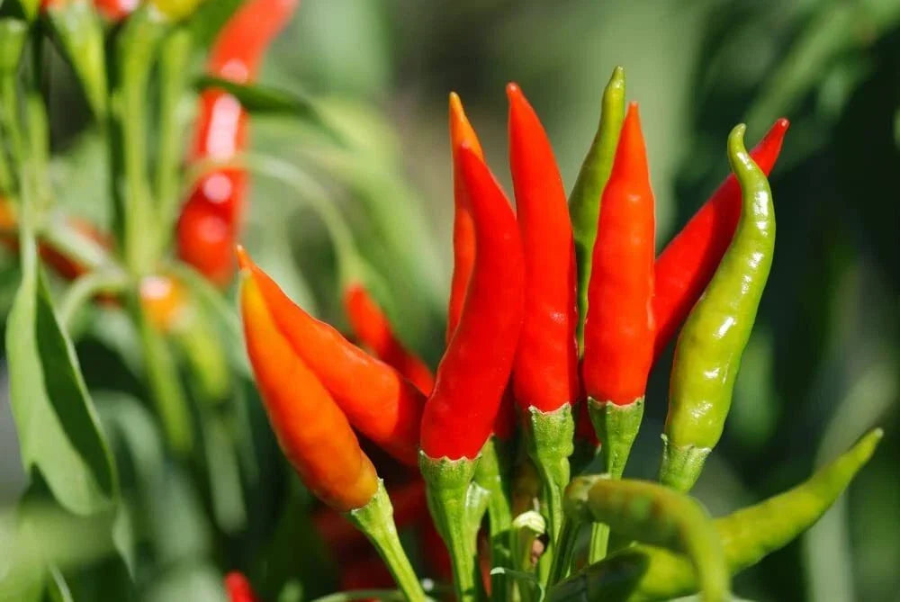 Tabasco Hot Pepper Seeds - 100 Pack - Capsicum frutescens - Spicy Variety for Planting, Ideal for Home Garden