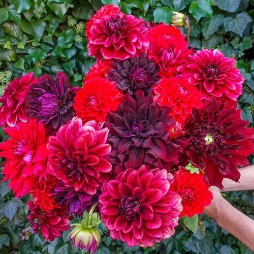 25 Dahlia Seeds - Stark Raving Red Perennial Flower Seeds | Colorful Blooms | Dahlia spp. | Attracts Pollinators