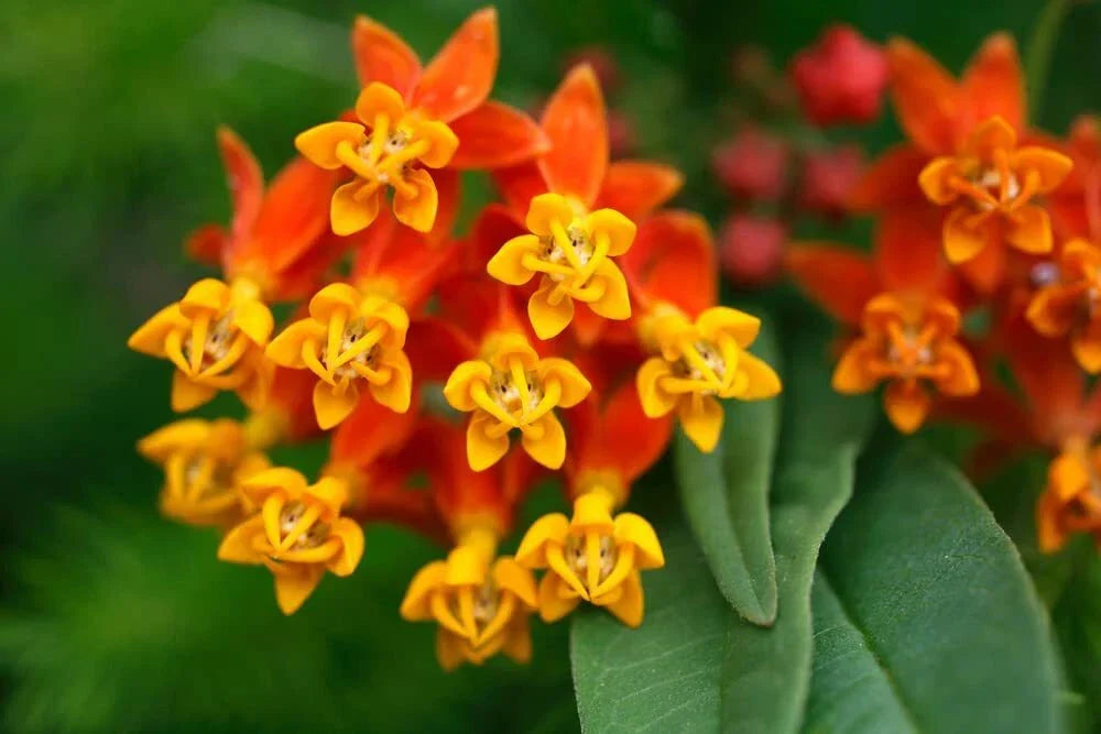 Tropical Milkweed Seeds 250 Count - Monarch Butterfly Food - Asclepias curassavica - Vibrant Orange & Yellow Flowers