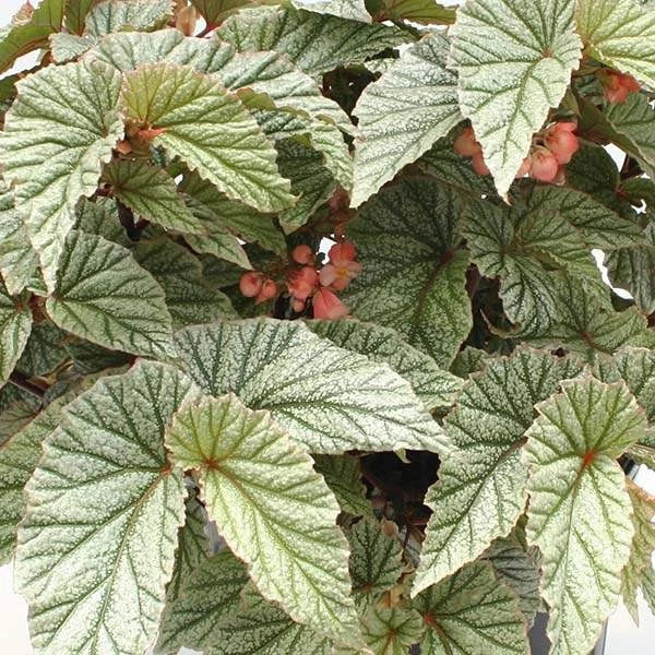 Angel Wing Begonia Plant 4-Inch Snow Capped Begonia maculata Easy Care Indoor Houseplant