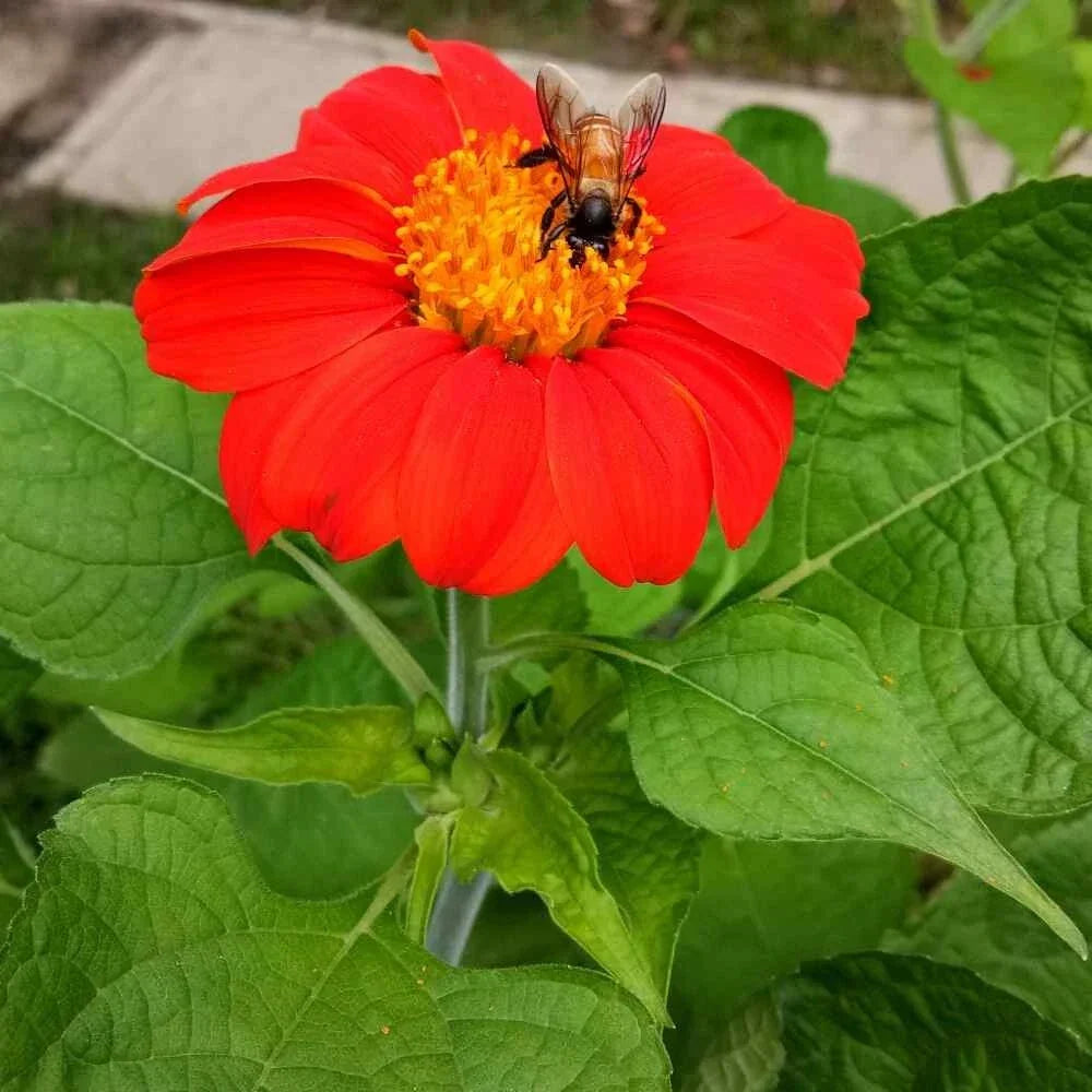 Mexican Torch Sunflower Seeds - 50+ Non-GMO Seeds - Vibrant Yellow - Tithonia rotundifolia - Attracts Bees & Butterflies
