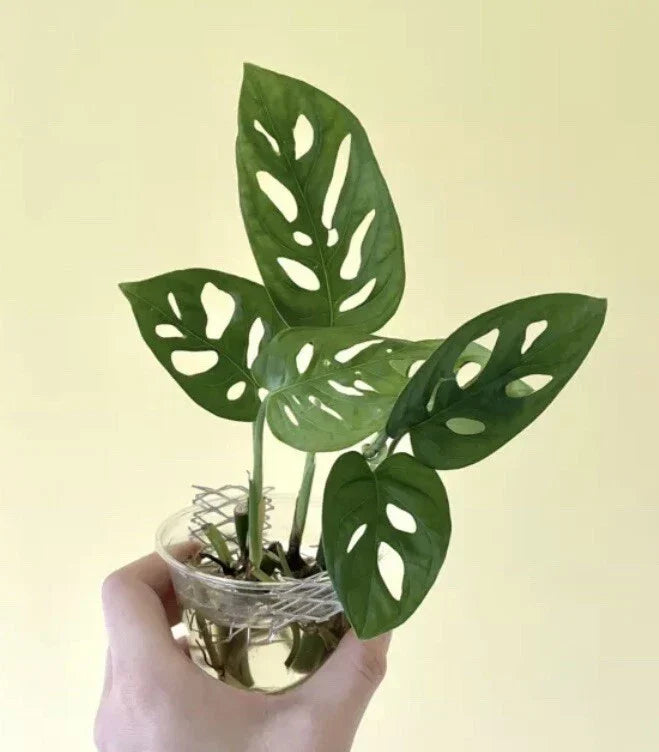 Monstera Adansonii Cuttings - 2 Nodes, 2 Leaves - Swiss Cheese Plant - Indoor House Plant - Monstera adansonii