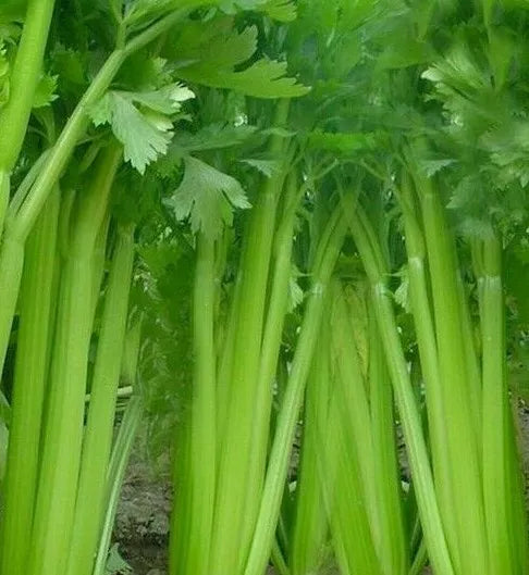 Tall Utah Celery Seeds 1000+ Non-GMO Apium graveolens for Vegetable Garden, Salad & Soup Starter