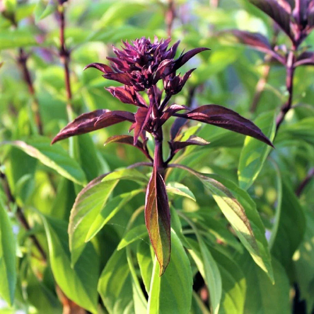 Thai Basil Seeds - 25 Count Pack - Sweet Flavor - Ocimum basilicum var. thyrsiflora - Non-GMO Culinary Herb Seeds