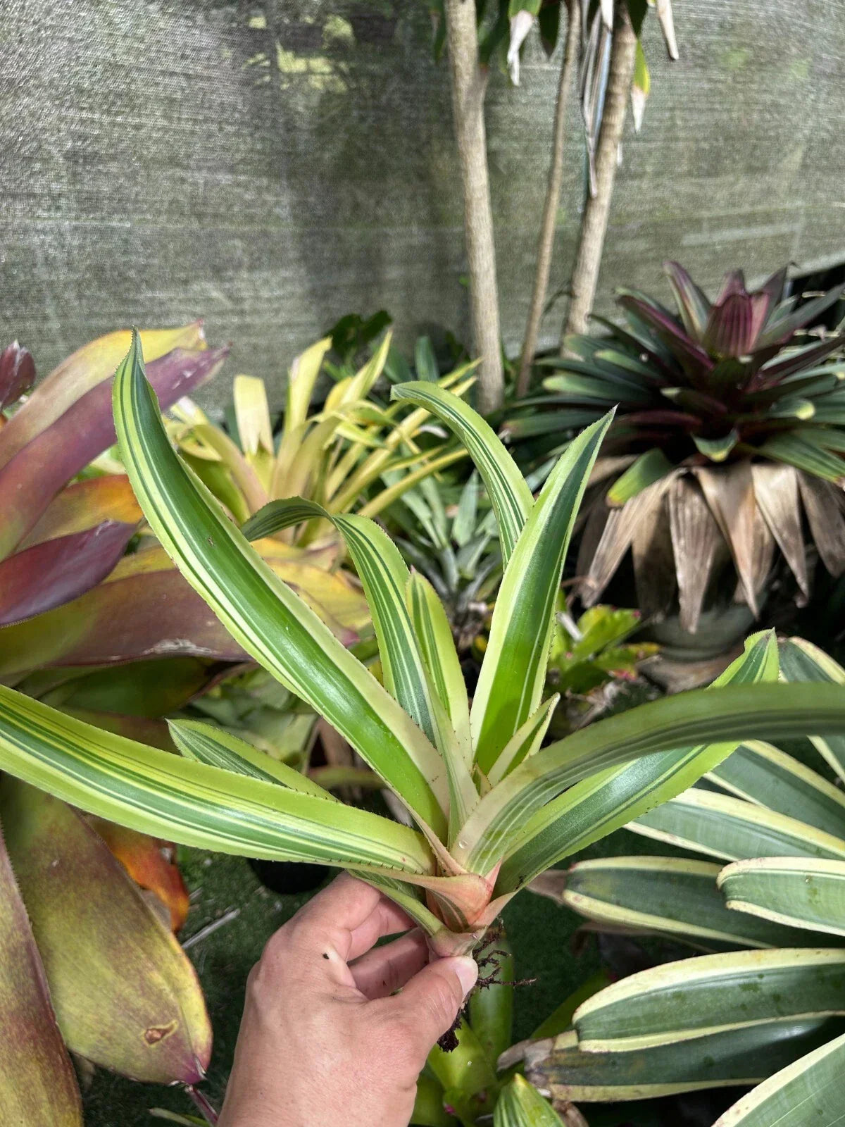 Bromeliad Plant Aechmea 'Melodrama' Tropical Indoor Houseplant G. Groves Variety Potted Plant for Home Décor