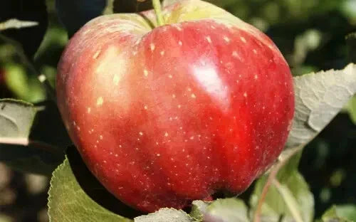 Bloody Ploughman Apple Seeds - 25+ Heirloom Seeds for Garden Planting - Malus domestica - Non-GMO, USA Shipping Available