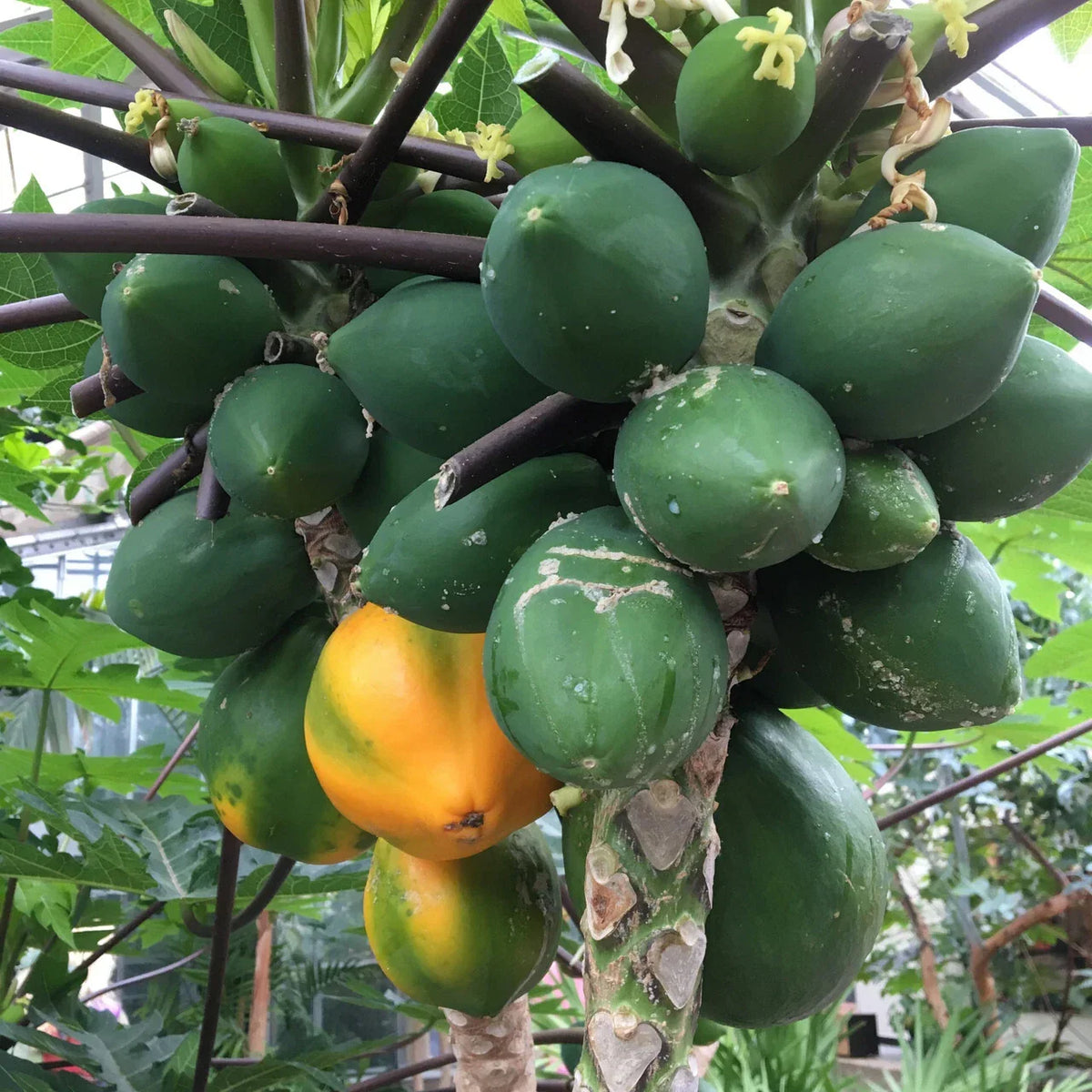 Hawaiian Papaya Seeds (25+) for Gardening - Carica papaya - Fast Shipping USA