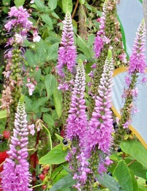 Pink Veronica Longifolia Seeds - 160 Count - Hardy Perennial - Veronica longifolia - Vibrant Pink Flower Spikes