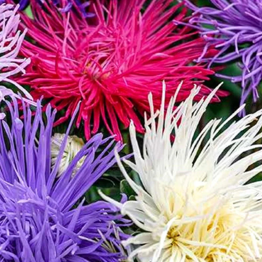 Aster Seeds - Crego Giant Mixture - NON-GMO Heirloom Flower Seeds - 100 Bulk Pack - Aster novae-angliae for Vibrant Gardens