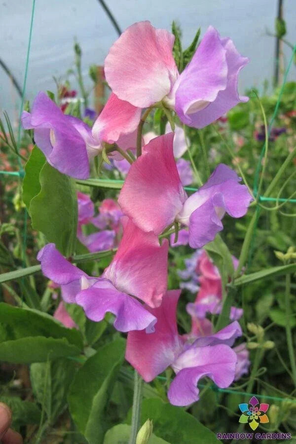 Sweet Pea Seeds - 50 Pack - Ella Mountbatten Heirloom Variety - Lathyrus odoratus - Garden Planting, USA