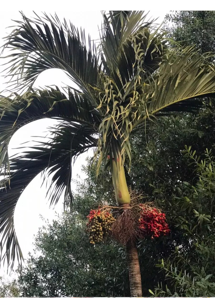 Tropical Palm Seeds 35 Pack Dwarf Royal Christmas Palm Adonidia Merrillii Live Perennial Drought-Resistant Self-Pollinating