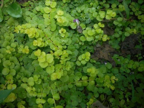 Creeping Jenny Live Starter Plants 15 Bare Root Ground Cover Lysimachia nummularia Golden Foliage Perennial Garden Plants