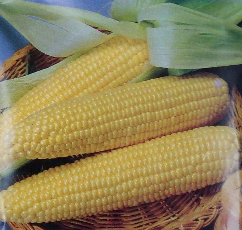 Iochief Sweet Corn Seeds - 100 Non-GMO Seeds for Planting - Zea mays - Ideal for Home Gardens and Small Farms