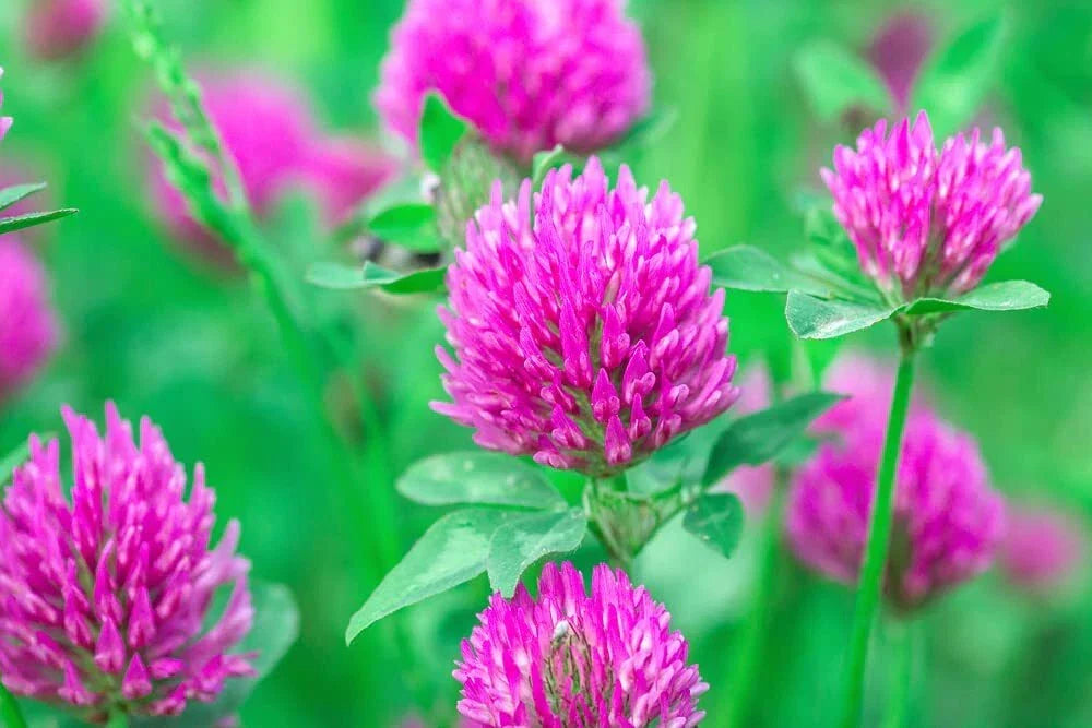 Red Clover Seeds - 500+ Seeds - Trifolium pratense - Food Plot, Cover Crop, Pasture Mix, Low Maintenance, Drought Resistant