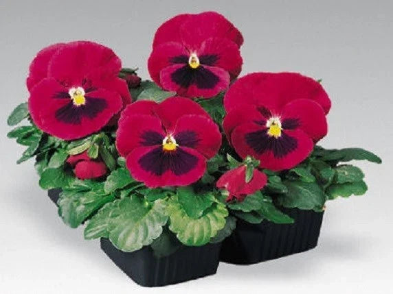 Pansy Seeds 50 Count Inspire Carmine With Blotch Viola tricolor - Vibrant Flower Seeds for Garden or Containers