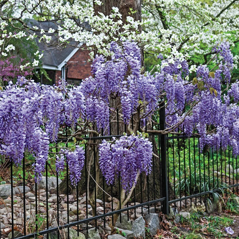 Exotic Wisteria Seeds - 10 Pack - Lavender-Blue Blooming Vine - Wisteria sinensis - Fragrant Climbing Plant for Gardens