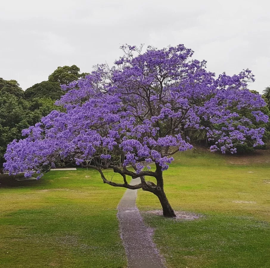 Blue Jacaranda Tree Live Plant 8-10in Fast-Growing Jacaranda Mimosifolia with Stunning Purple-Blue Flowers