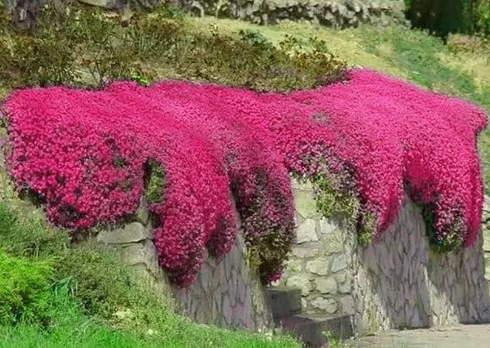 Red Creeping Thyme Seeds - 1000+ Non-GMO Groundcover Seeds - Thymus serpyllum - Drought-Tolerant Perennial for Garden Paths