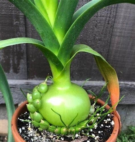 Succulent House Plant Albuca Bracteata 3"W Pregnant Onion Ornithogalum caudatum Bare Root Indoor Garden