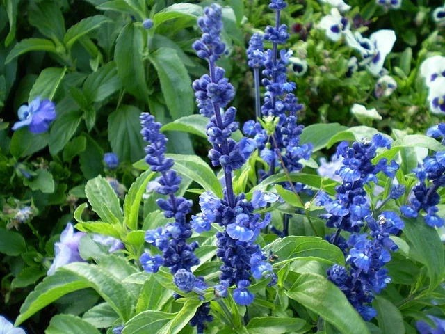 Sage Seeds 150 Count Blue Flower Salvia farinacea - Attract Pollinators, Easy to Grow, Vibrant Blooms for Gardens