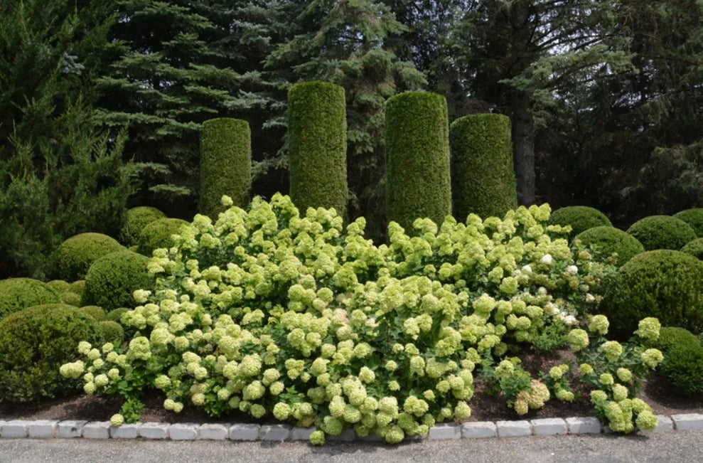 Lime Hydrangea Shrub Quart Pot - Heirloom Outdoor Flower - Hydrangea paniculata 'Little Lime' - Full Sun - Zones 3-8