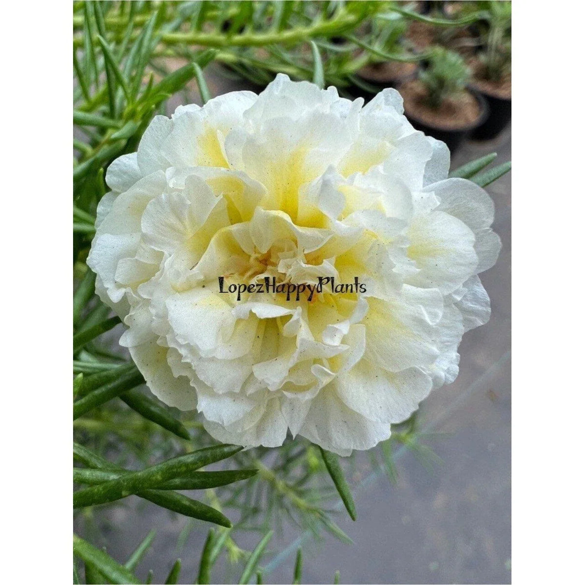 Unrooted Cuttings - Spearmint Color - Portulaca grandiflora - Succulent Plant Cuttings for Propagation and Gardening