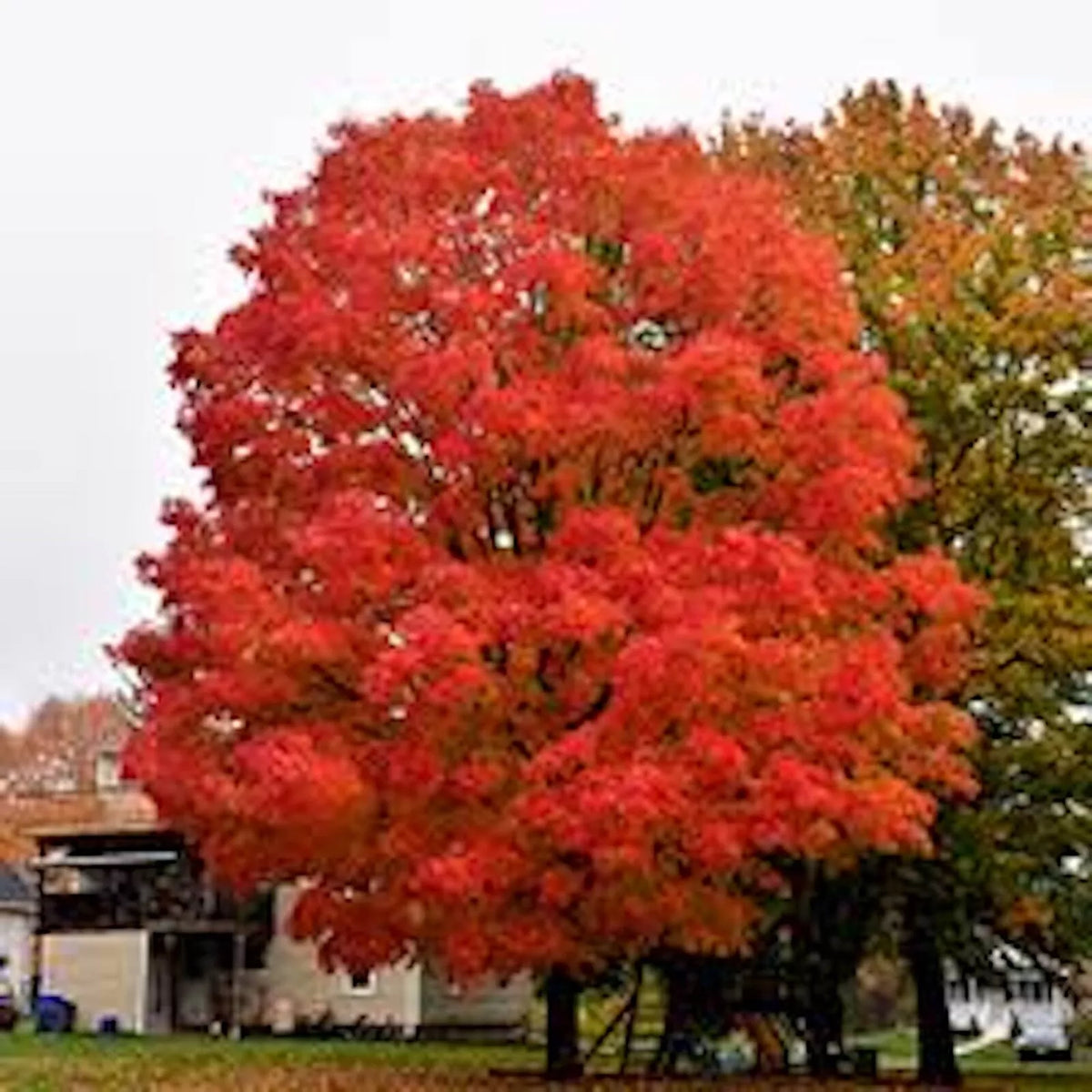 Sugar Maple Tree Starter Plant 12-18in Bare Root Acer saccharum Dormant Shipping Available