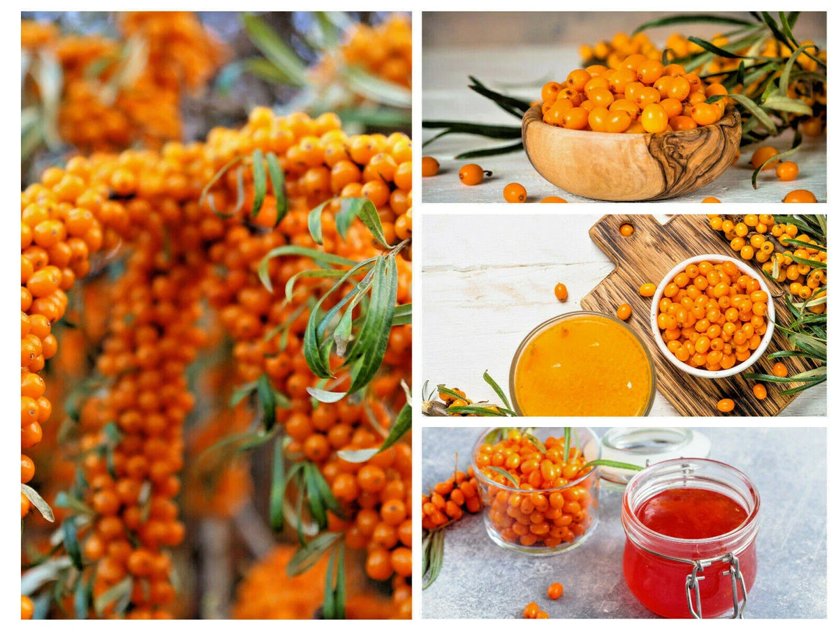 Seaberry Seeds - 50+ Sea Buckthorn Seeds | Edible Medicinal Berry Fruit | Hippophae rhamnoides - High Germination Rate