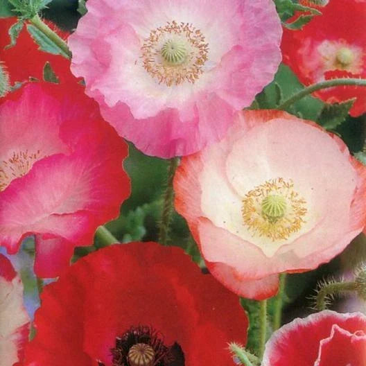 Poppy Seeds 2000 Count Shirley Mix Red & Pink Papaver rhoeas Non-GMO for Fall Planting, Ideal for Borders & Cut Flowers