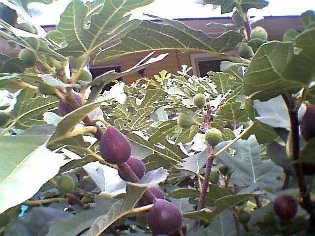 Fig Tree Cuttings 7 Pcs Marseilles Black Delicious Ficus carica - Hardy Variety for Home Gardening and Fruit Production